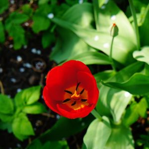 Tulip